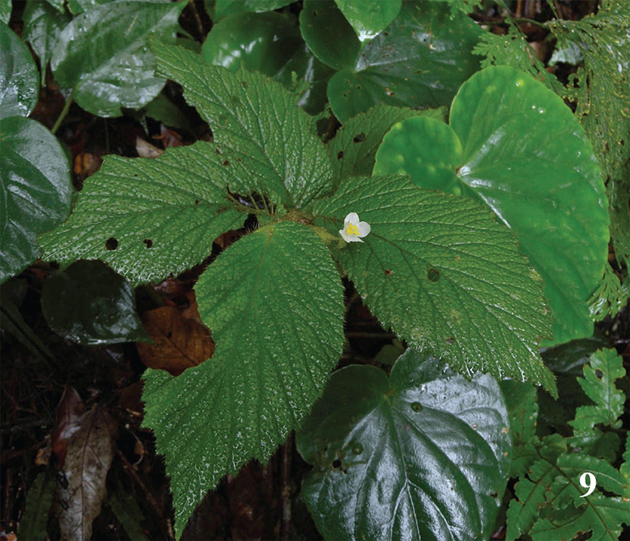 B. bracteata var. bracteata
